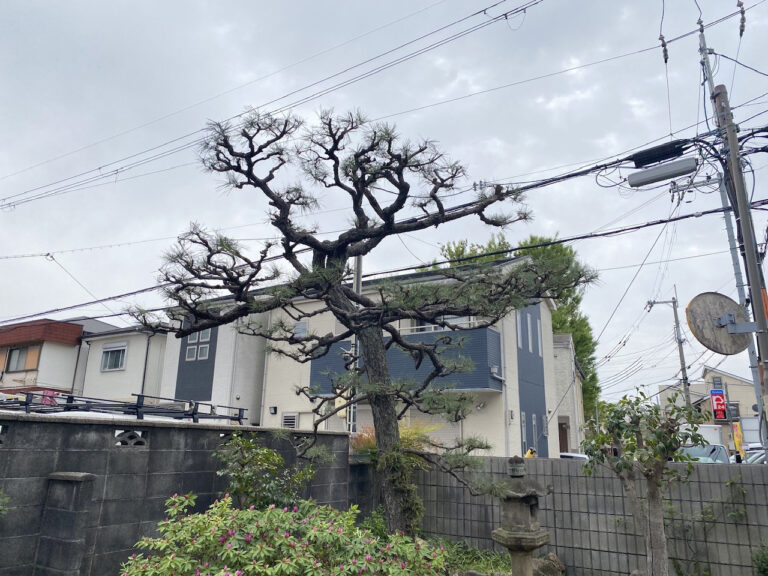 高槻市　剪定作業　　松　強剪定